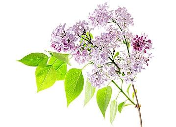 《索尼克：起源》不会包含《索尼克3》原版音乐